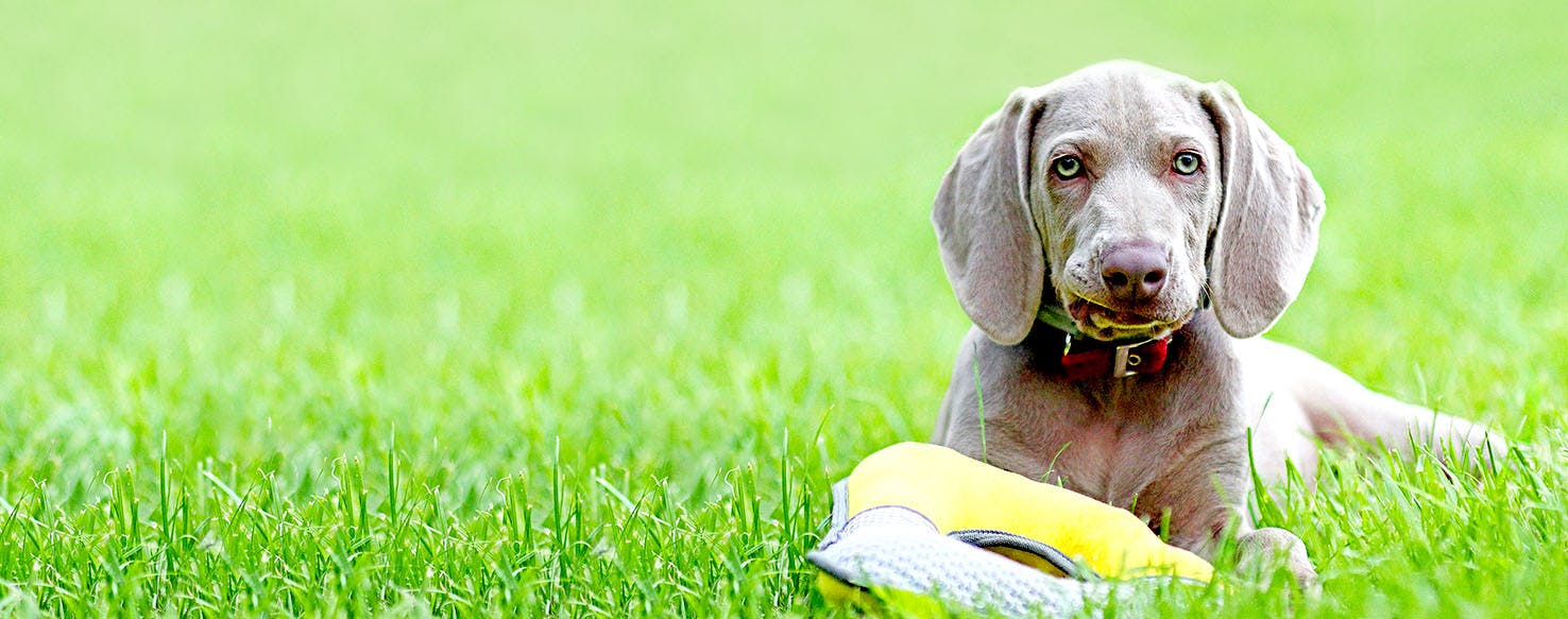 Dog Names That Start With Ea Popular Male And Female Names Wag 
